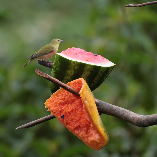 Yello-green Vireo